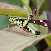 Conjoined Spot Monkey-grasshopper