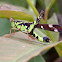 Conjoined Spot Monkey-grasshopper