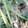 Rambur's Forktail Damselfly (male)