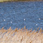 Black-headed Gull; Gaviota Reidora