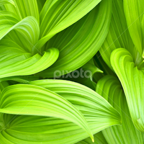 Beautiful Leaves by Kathleen Koehlmoos - Nature Up Close Leaves & Grasses