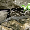 Crocodylus acutus (Cocodrilo de río. American crocodile)