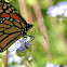 Monarch Butterfly (female)
