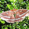Ceanothus Silk Moth