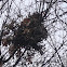 Leaf Nest of Fox Squirrel