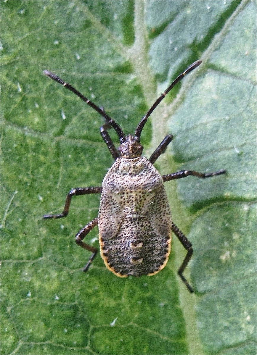 Squash Bug (nymph)