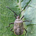 Squash Bug (nymph)