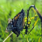 Monarchs Matting