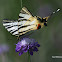 Papilionidae