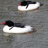 Common merganser