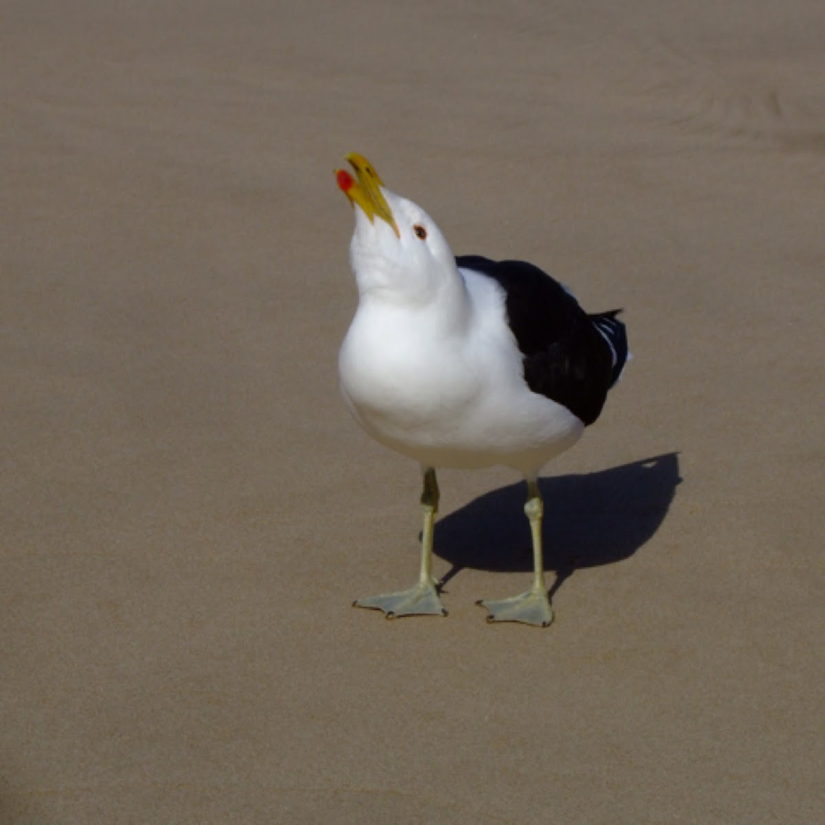 Kelp Gull