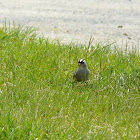 White crowned sparrow