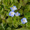 Bird's eye speedwell