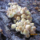 sulphur-cap mushrooms