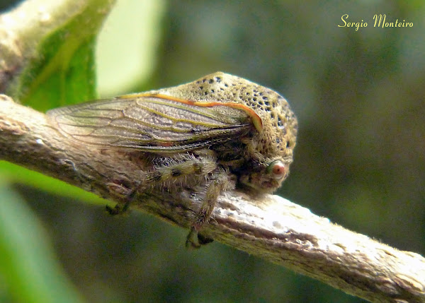 Treehopper | Project Noah