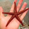 Red starfish - Estrela-do-mar vermelha