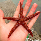 Red starfish - Estrela-do-mar vermelha