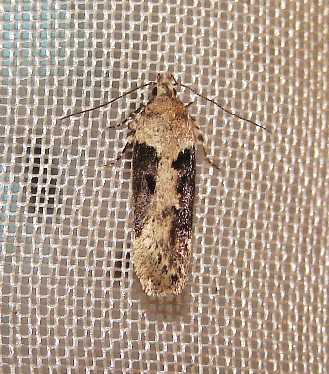 Black-smudged Chionodes Moth