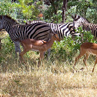 Zebras, impalas and warthog