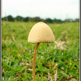 Little Umbrela. by Subhadeep Das - Nature Up Close Mushrooms & Fungi