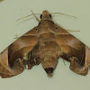 Bagha Hawk Moth
