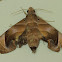 Bagha Hawk Moth