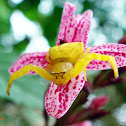 Yellow Crab Spider