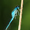 Common blue damselfly