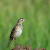 Paddyfield Pipit