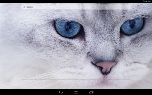 【免費個人化App】Cats HD Live Wallpaper-APP點子