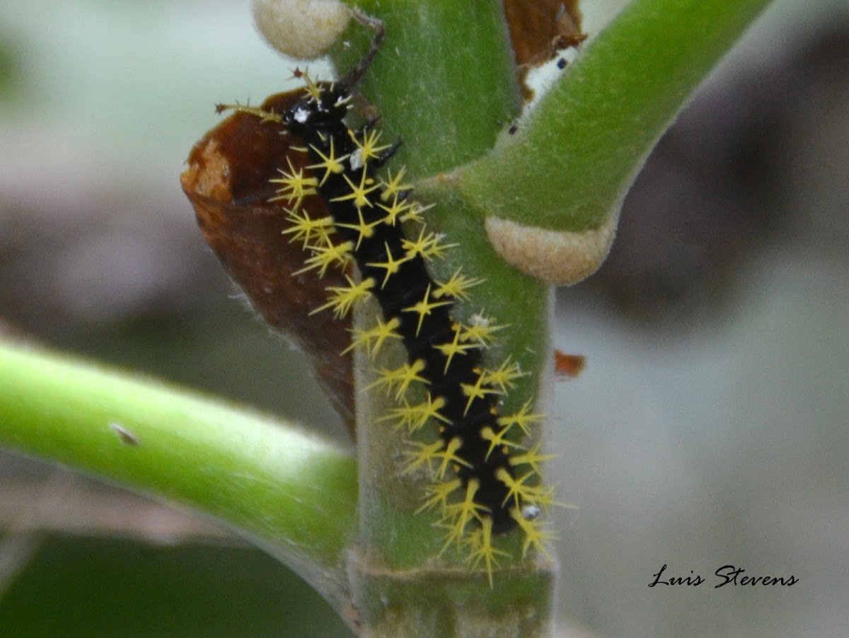 Dirce Beauty Caterpillar