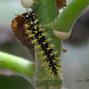 Dirce Beauty Caterpillar