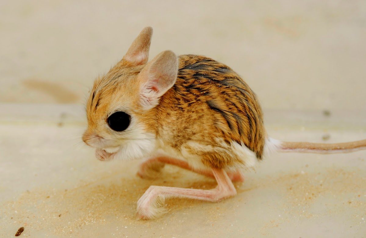 Jerboa - Lesser Jerboa; Arabic - Al jerboa