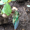 Cicada