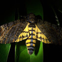 Death Head's hawk moth