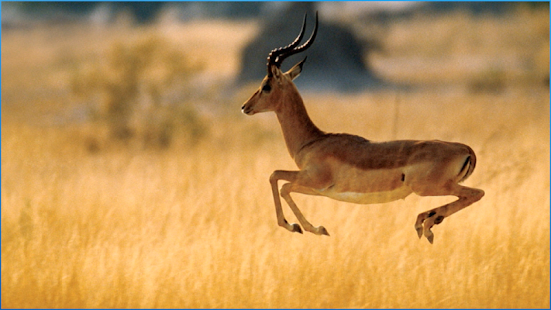 download Stunning Animals Wallpapers free