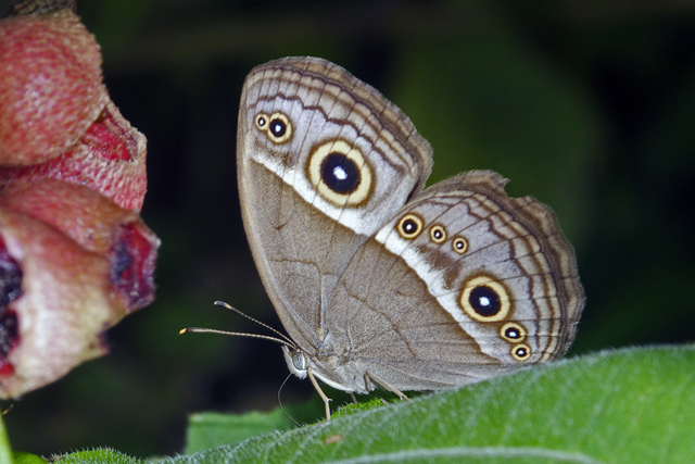 Chinese Bushbrown