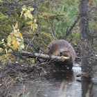 North American beaver