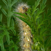 Virginian tiger moth caterpillar
