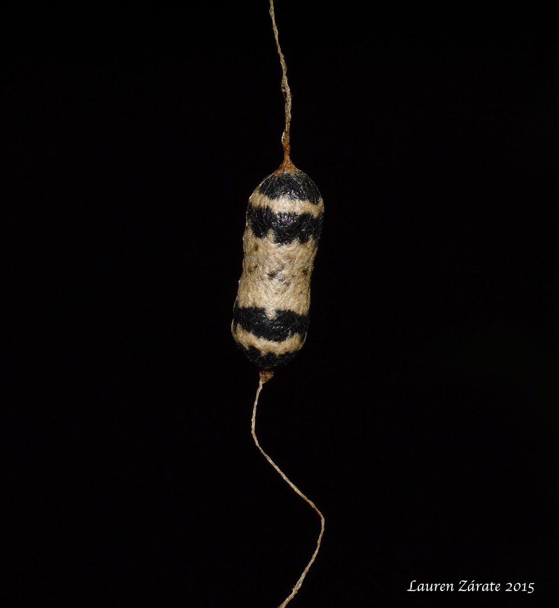 Hanging Ichneumonid Wasp Cocoon & Adult Wasp