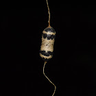 Hanging Ichneumonid Wasp Cocoon & Adult Wasp
