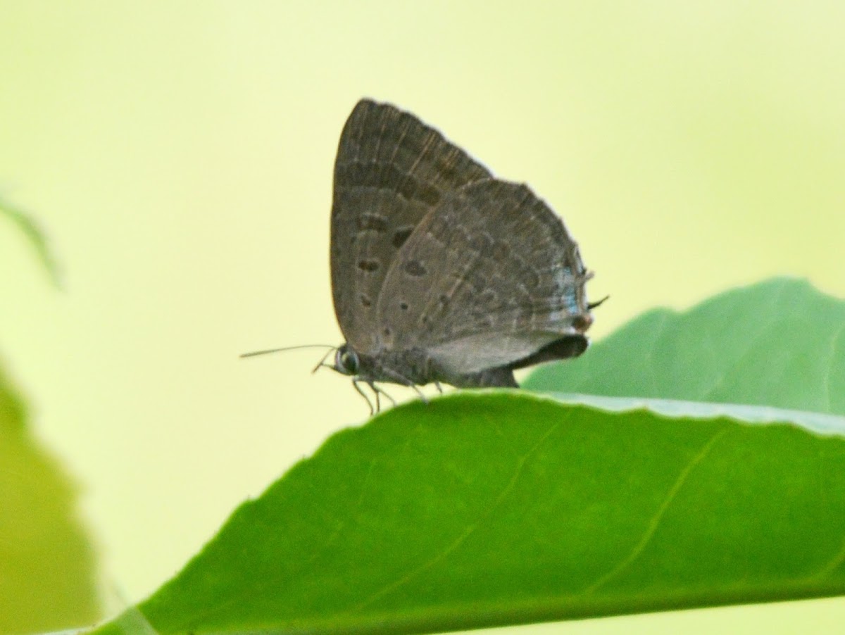Indian Oakblue