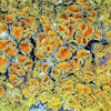 Orange Lichen