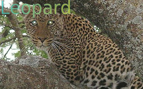 Wild Animals 2 FREE - náhled