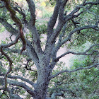 Oak Tree with Lichen