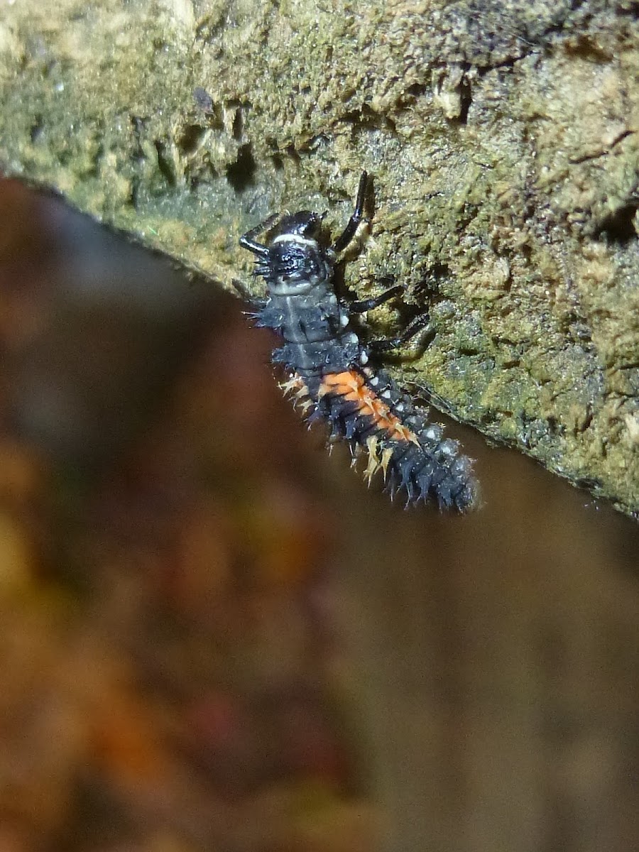 Multicolored Asian Lady Beetle (larva)