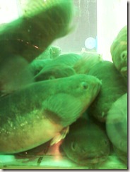 Photo-0012