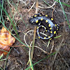 yellow spotted salamander
