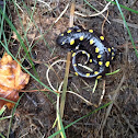 yellow spotted salamander