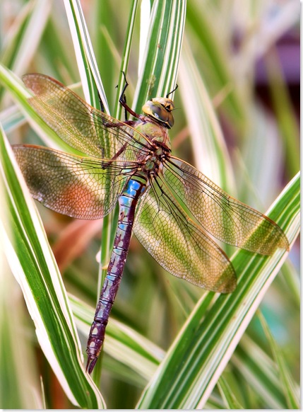 dragonfly 2